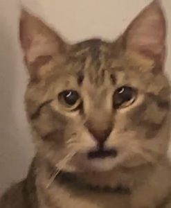 Meet your Posher, Pia